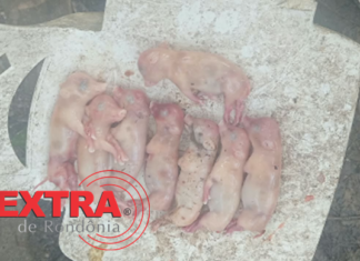 Criminosos invadem chácara, matam porcos e deixam rastro de destruição em Vilhena