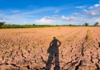 Trabalhadores rurais estão mais vulneráveis ao calor extremo no mundo, diz estudo