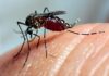 Vilhena enfrenta surto de dengue e Saúde inicia borrifação em bairros da cidade